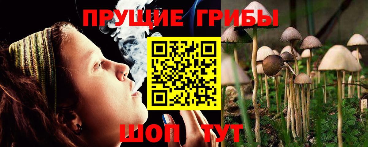 Псилоцибиновые грибы Psilocybine cubensis Лабытнанги